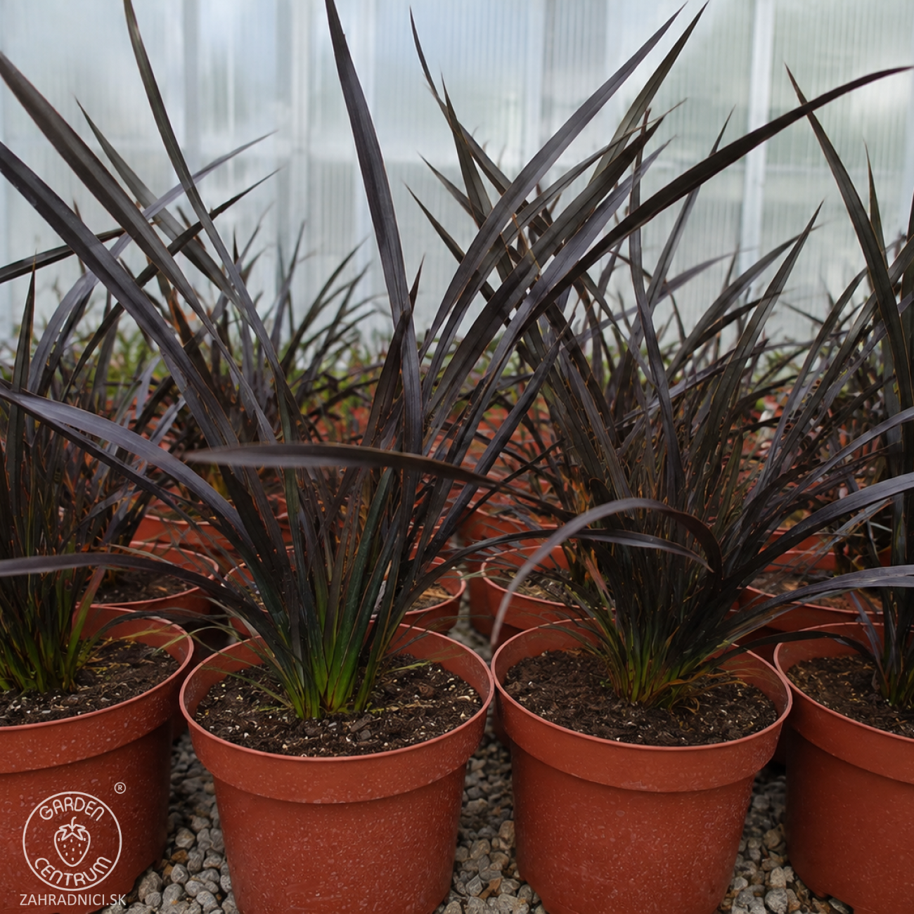 Obrázok Ľanovník novozélandský (Phormium Tenax) ‘PLATT'S BLACK’ - výška 30-40 cm, kont. C3L